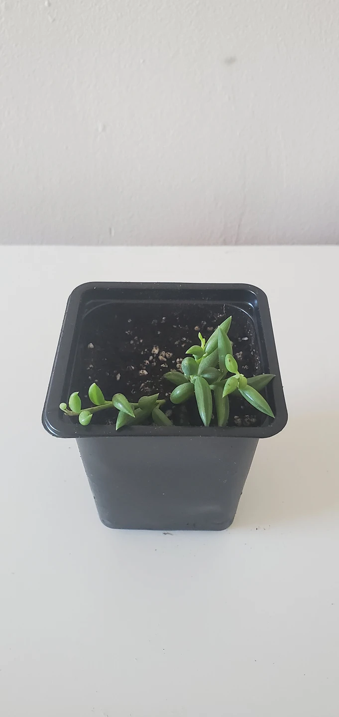 String of Bananas thumbnail