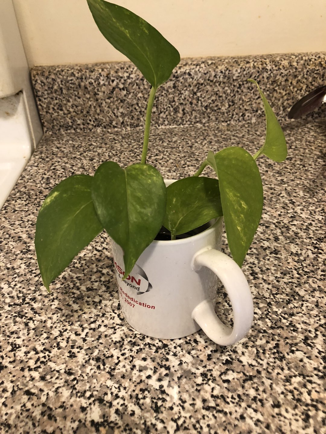 Money plant 