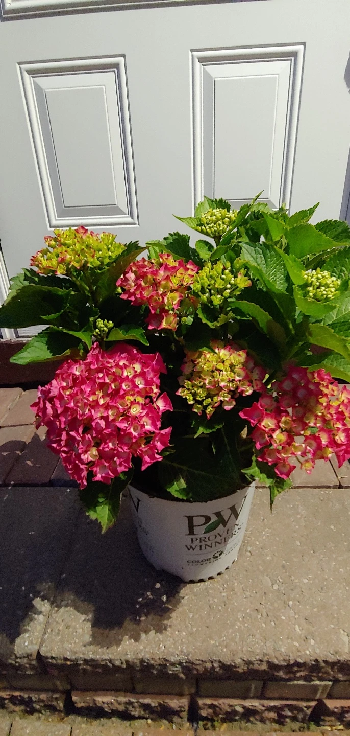 Hydrangea Outdoor Plant - photo 2