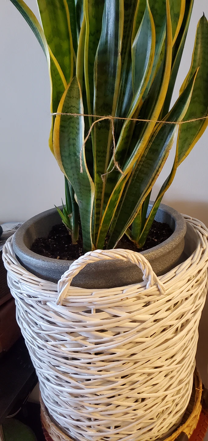 Wicker laundry or planter basket - photo 2