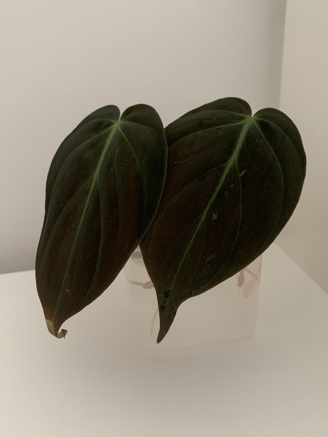 Philodendron micans  thumbnail
