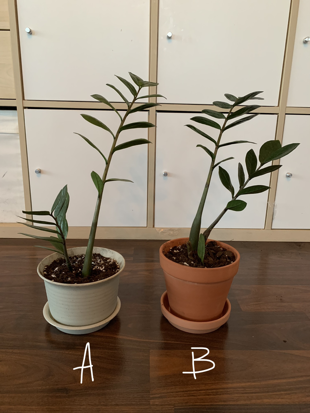 Healthy ZZ (Raven) Plants thumbnail