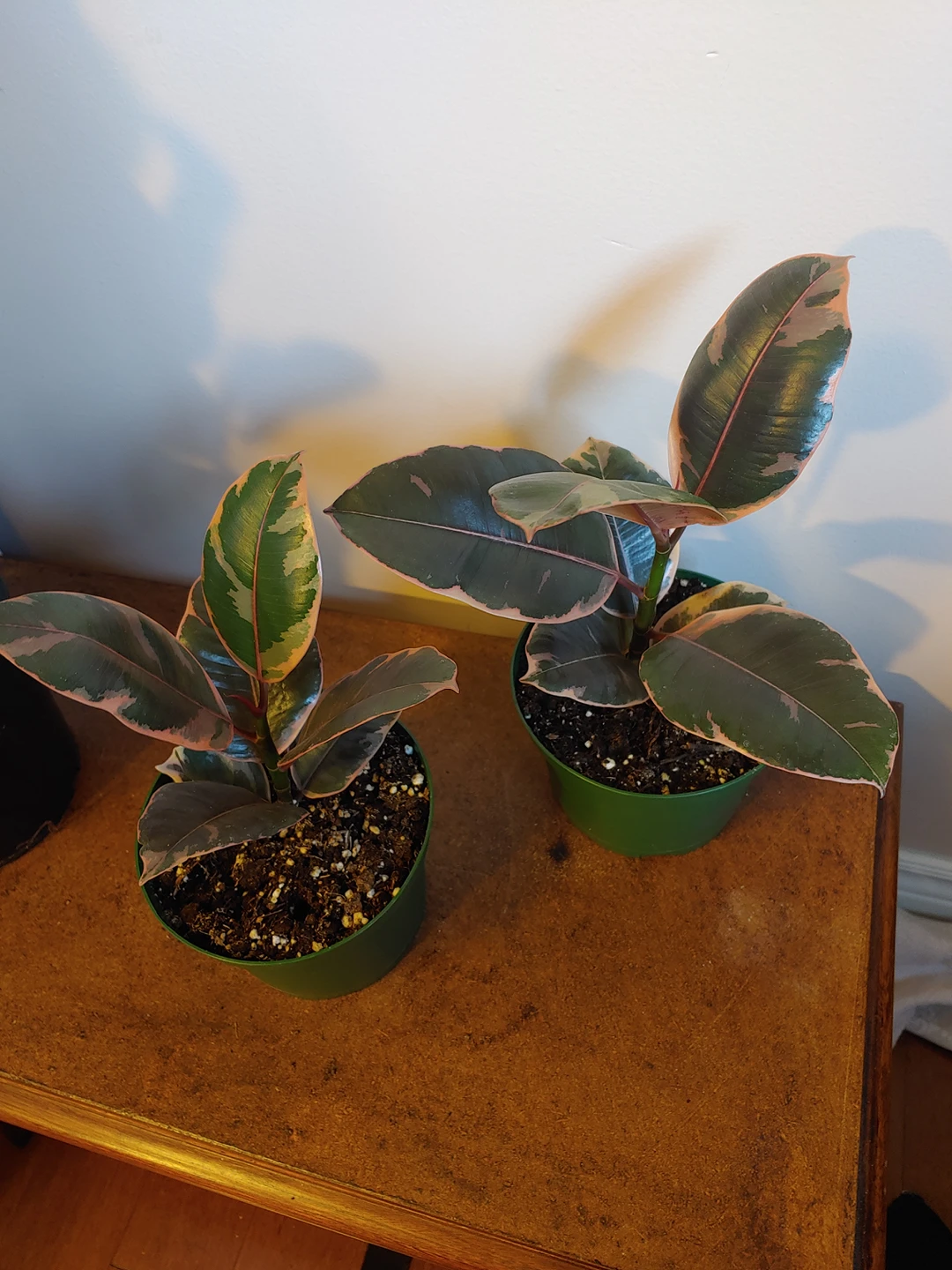 Ruby Red Rubber Plant - photo 3