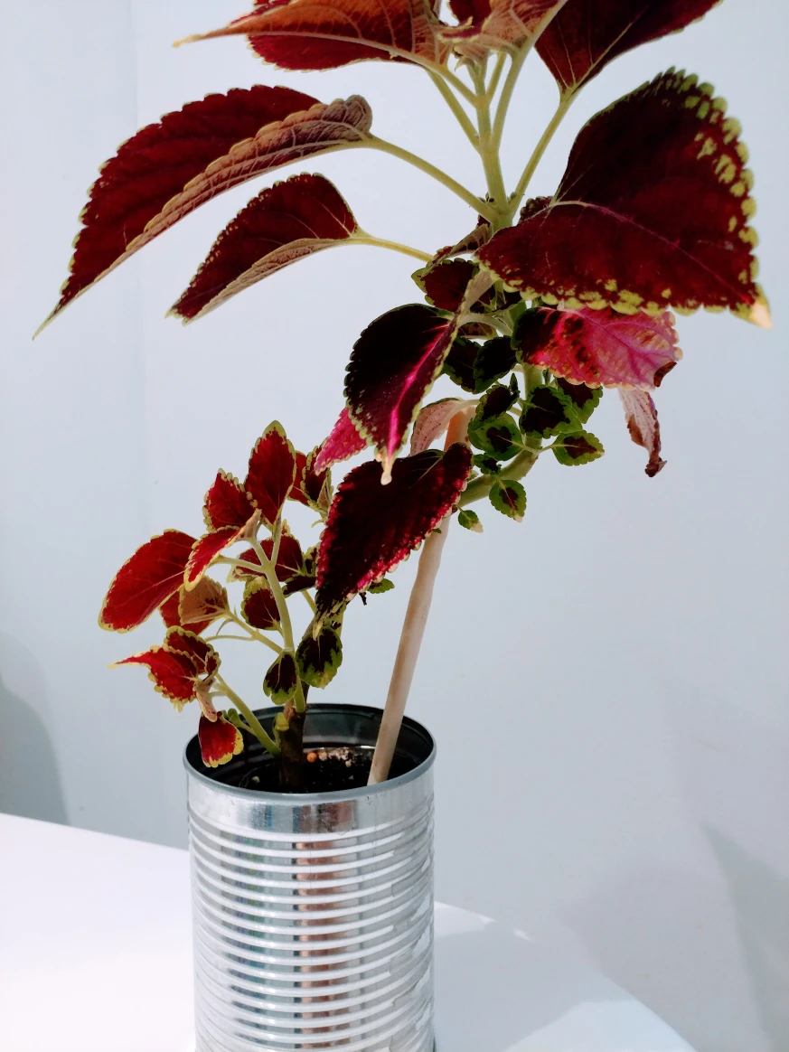 multiple healthy growing coleus plants image indicator(2)
