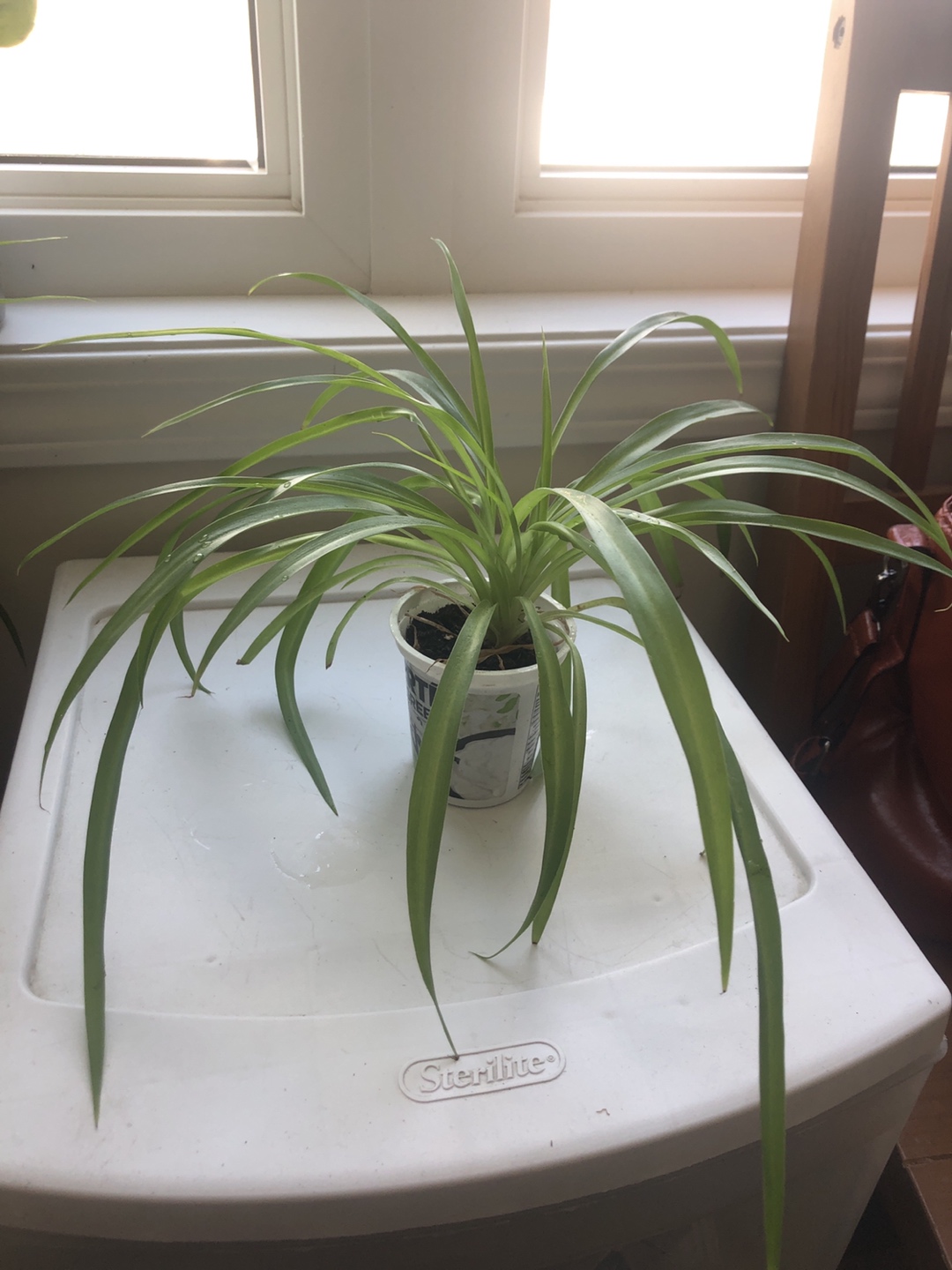 Spider Plant - photo 2