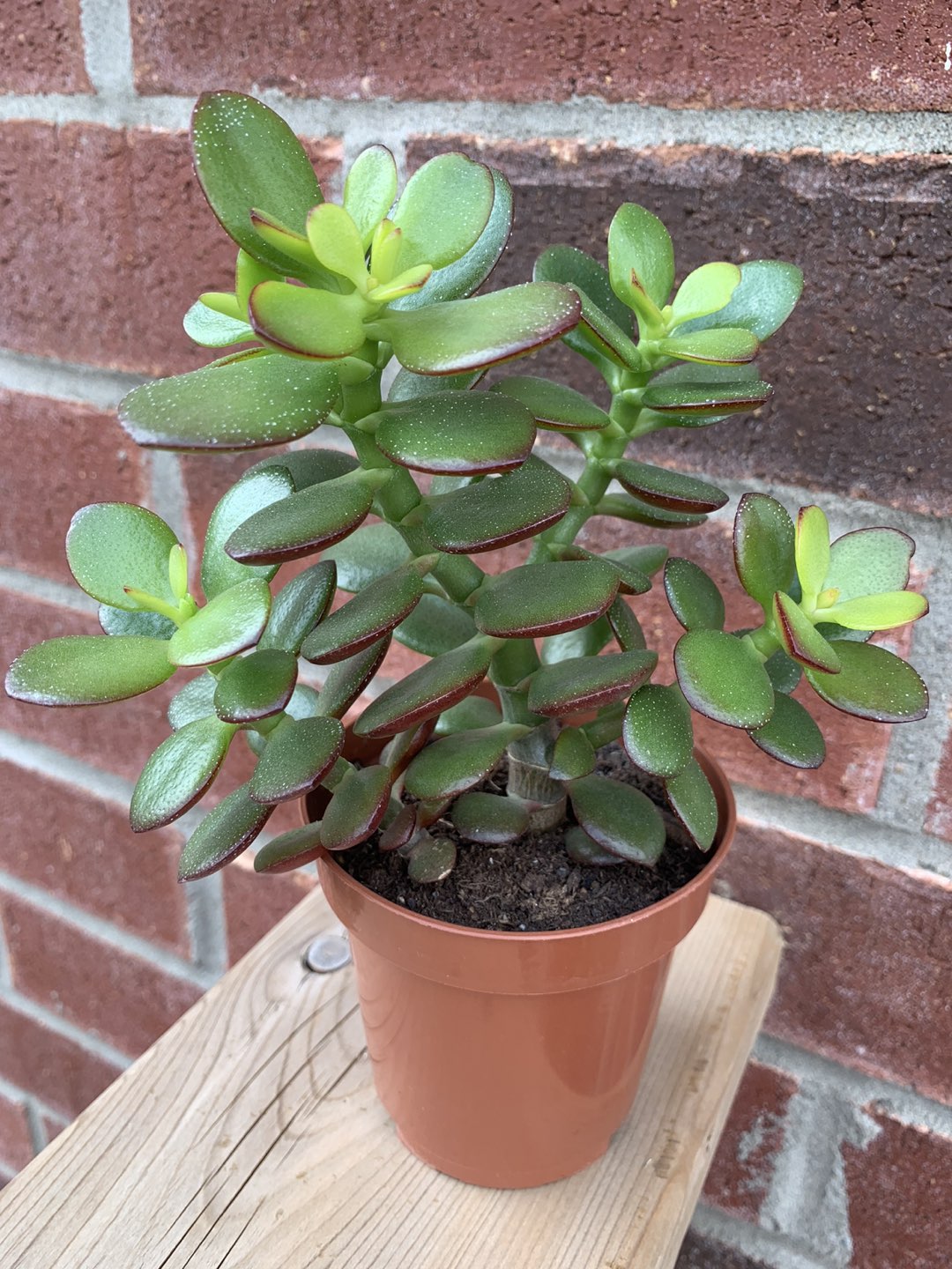 Jade plant thumbnail