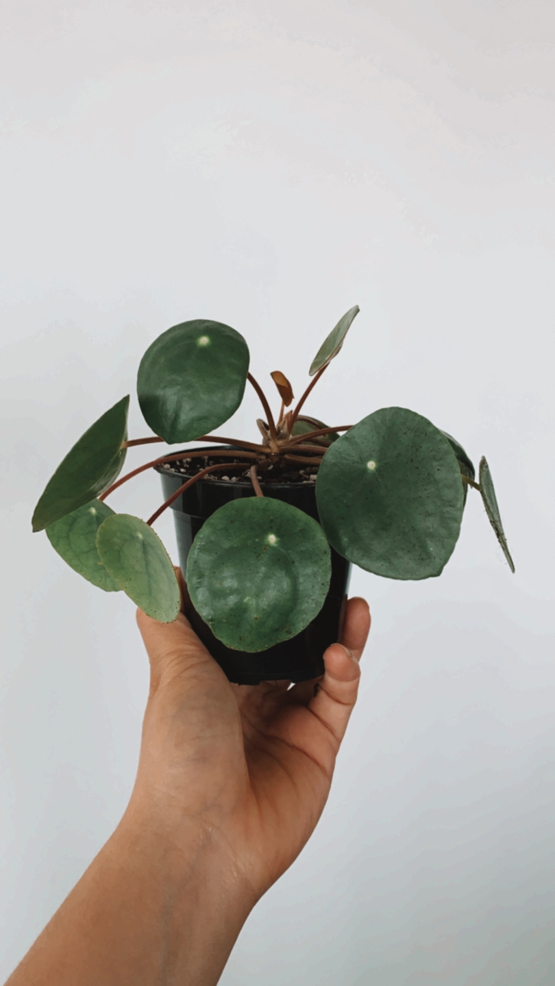 Pilea #2 (Chinese Money Plant)  thumbnail