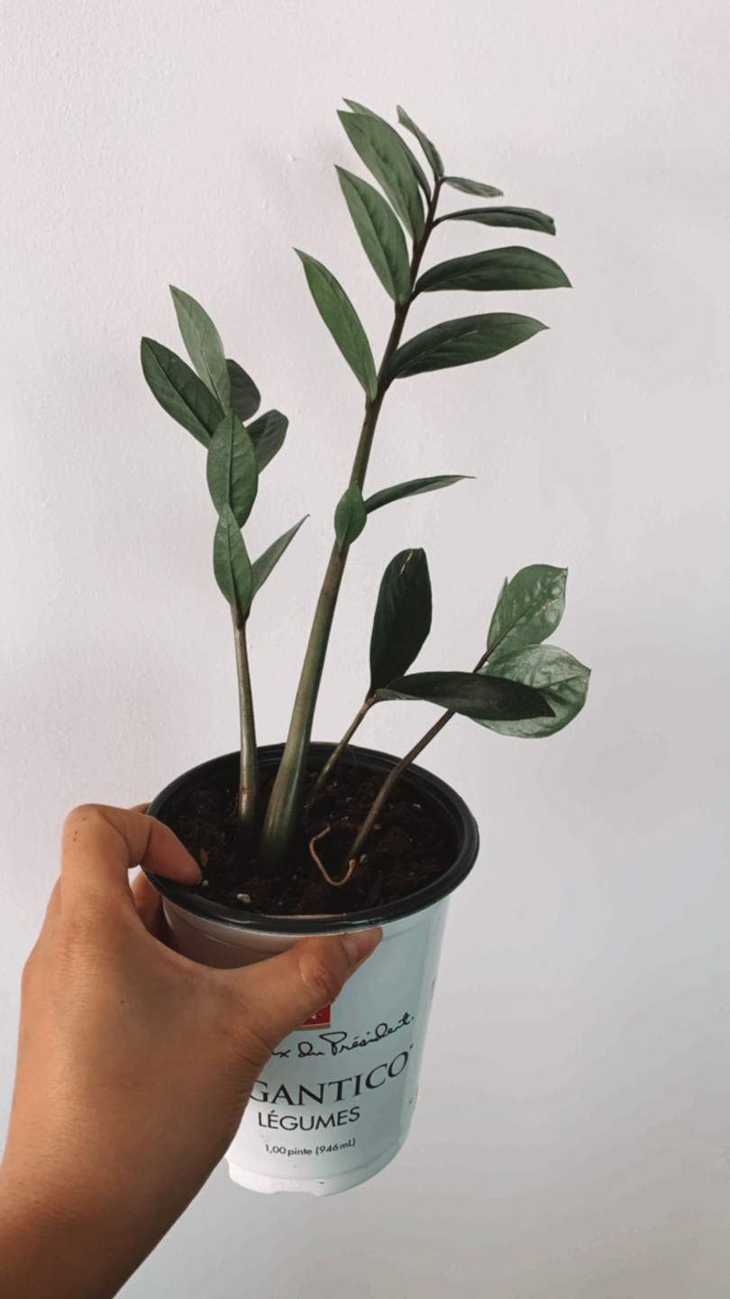 Beautiful ZZ Plant  thumbnail