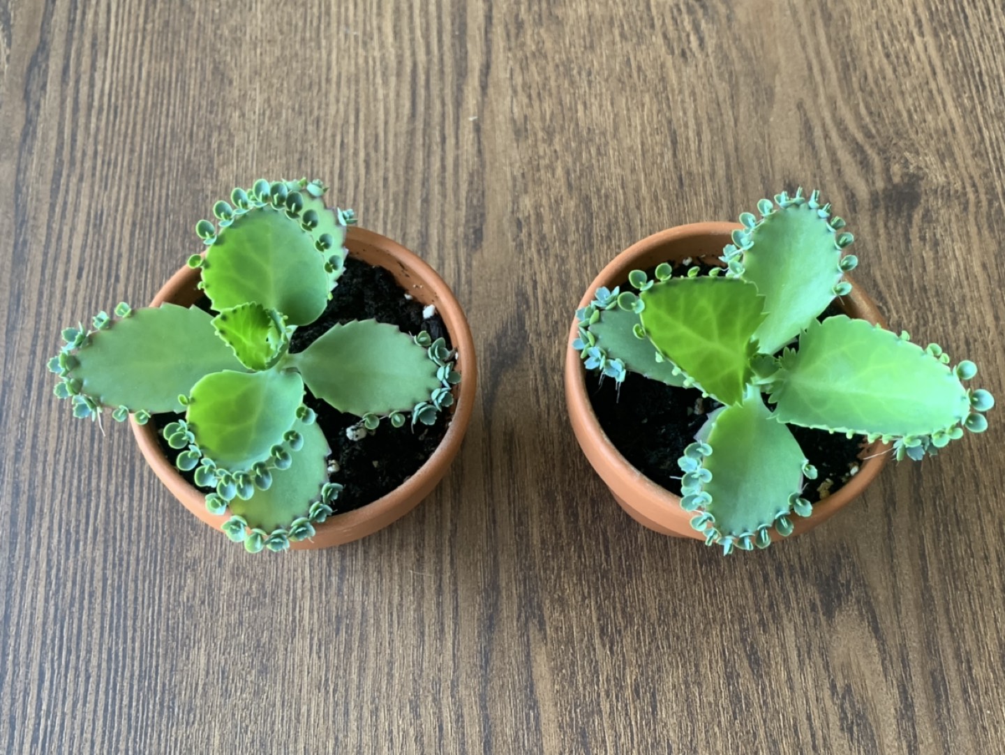 Mother of Thousands  thumbnail