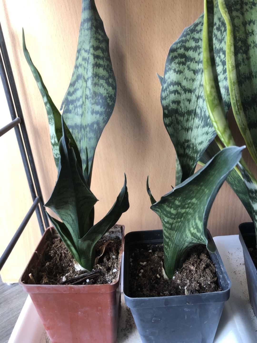 Snake plant 