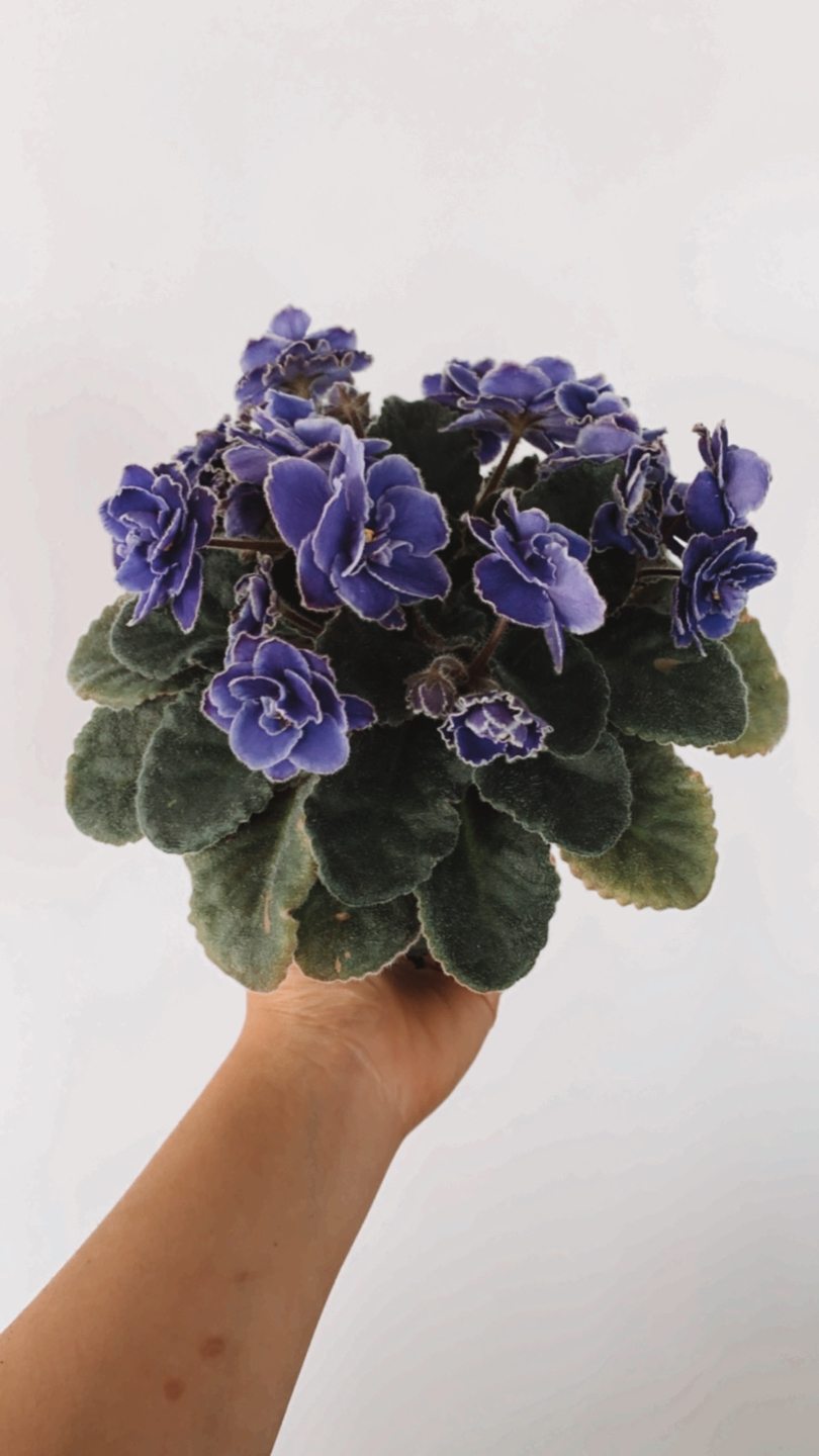 Healthy African Violet  thumbnail