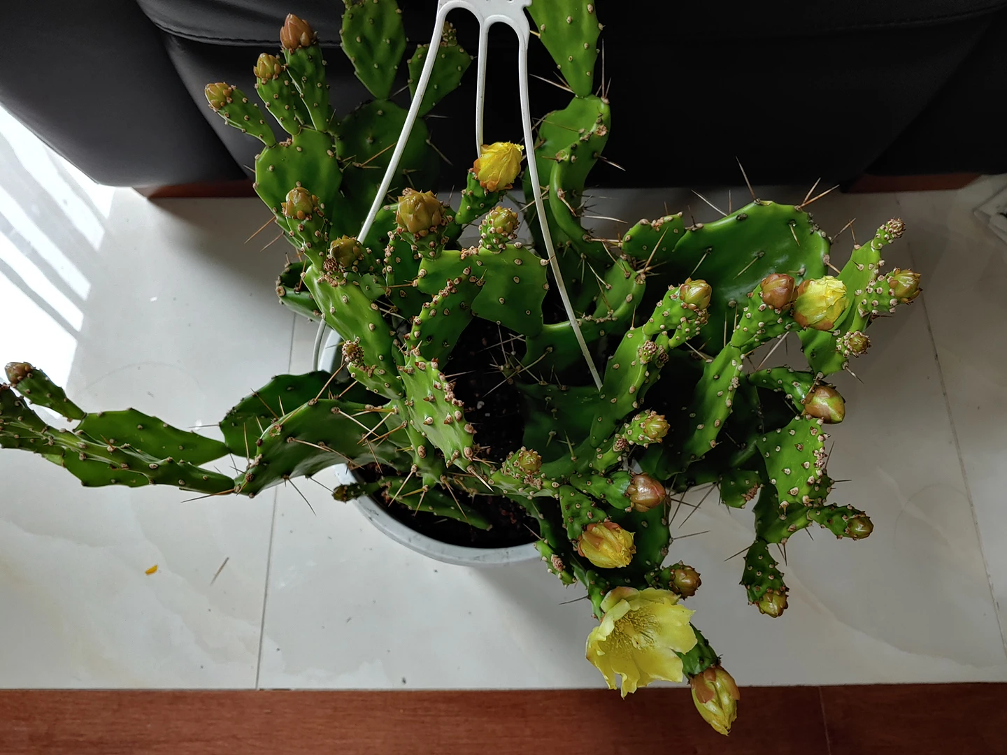 Prickly Pear Cactus (plant) - photo 4