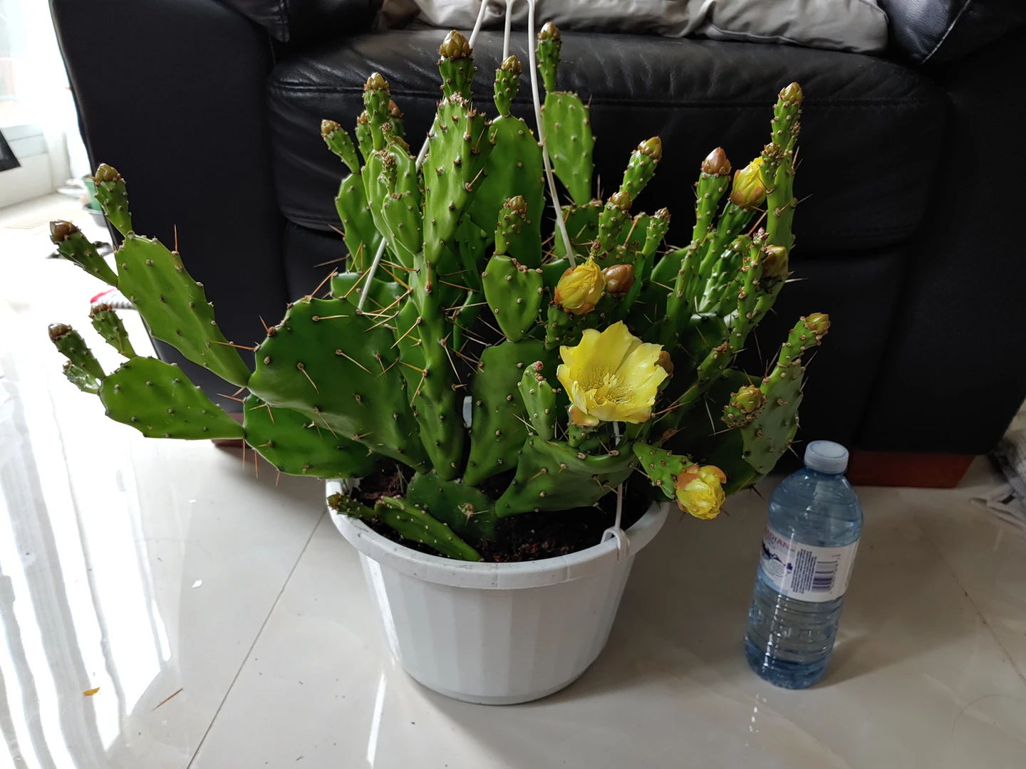 Prickly Pear Cactus (plant) - photo 3