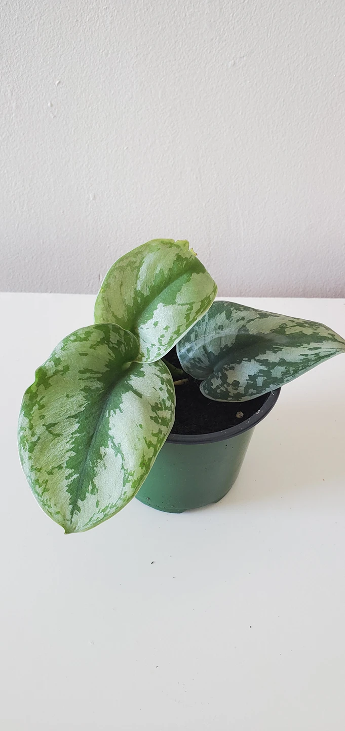Scindapsus Pictus " Exotica" thumbnail