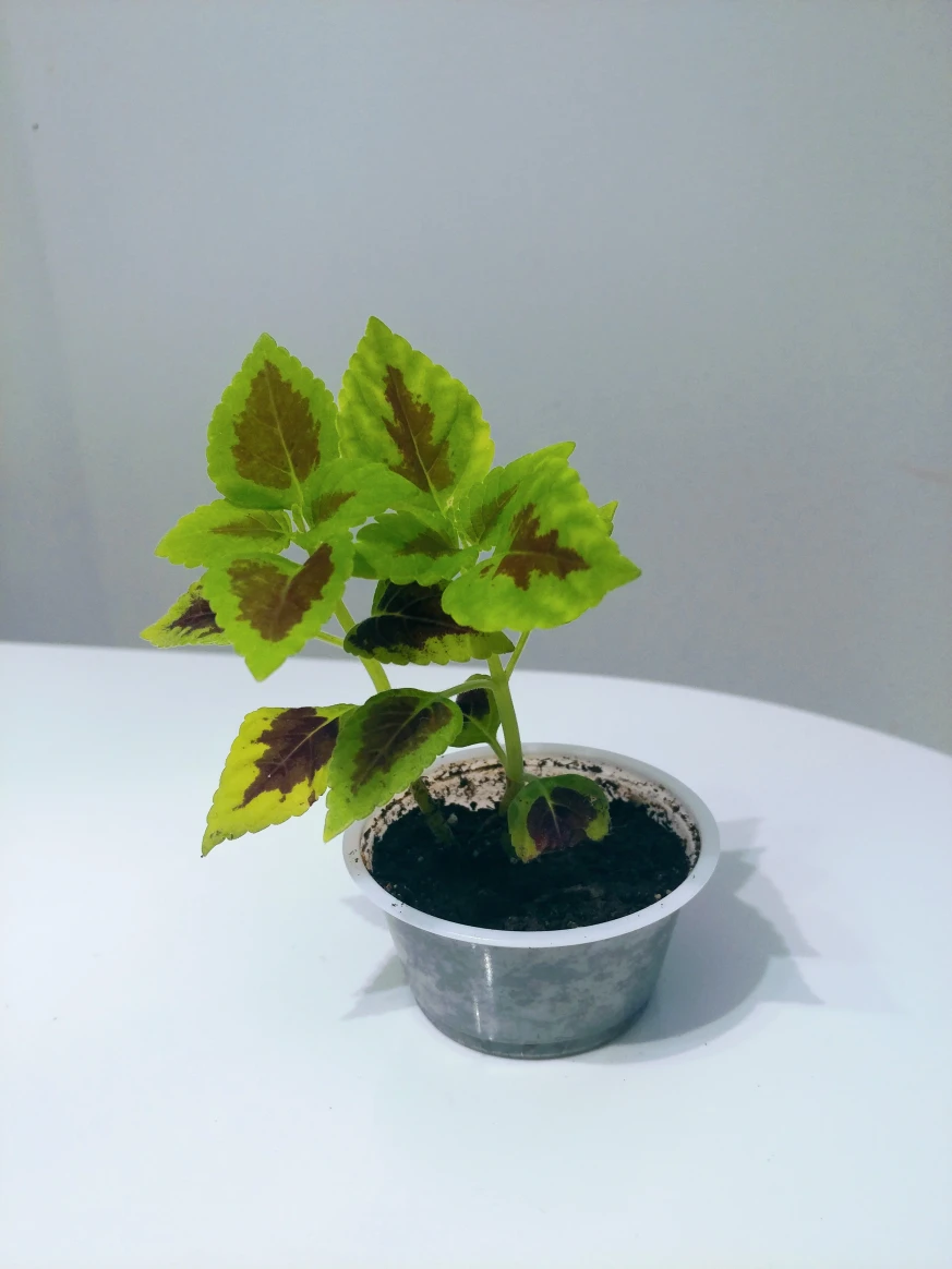 multiple healthy growing coleus plants image indicator(5)