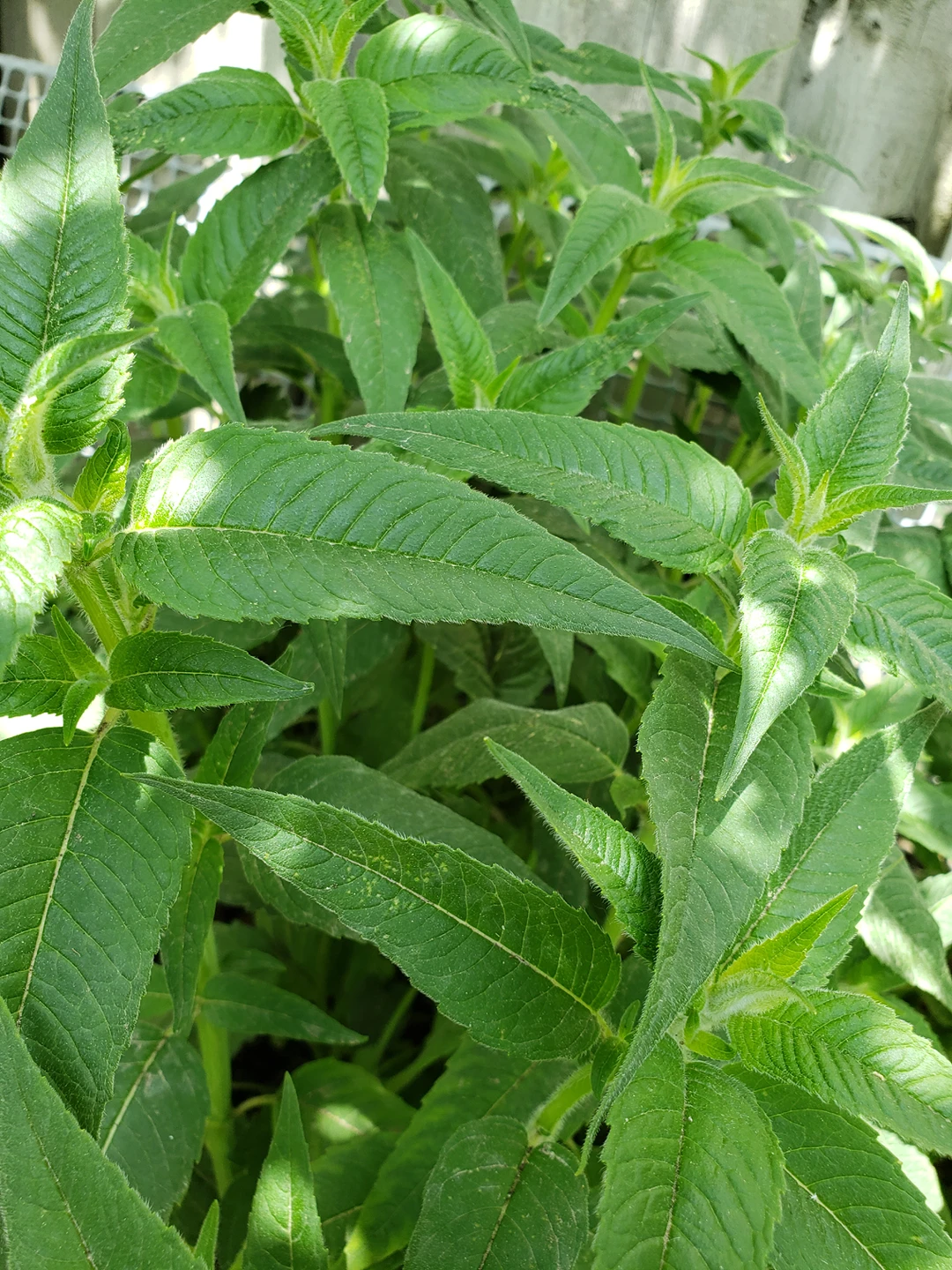 scarlet beebalms plant - photo 2