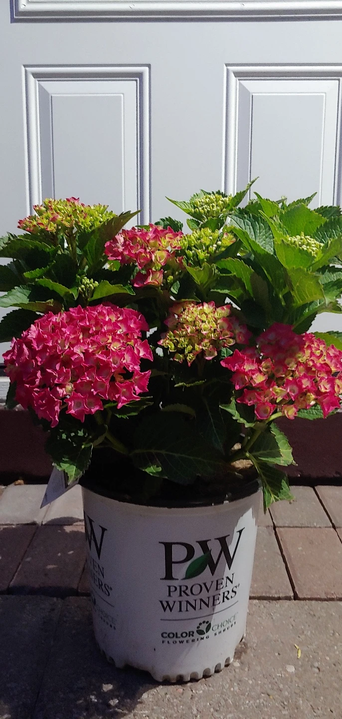 Hydrangea Outdoor Plant
