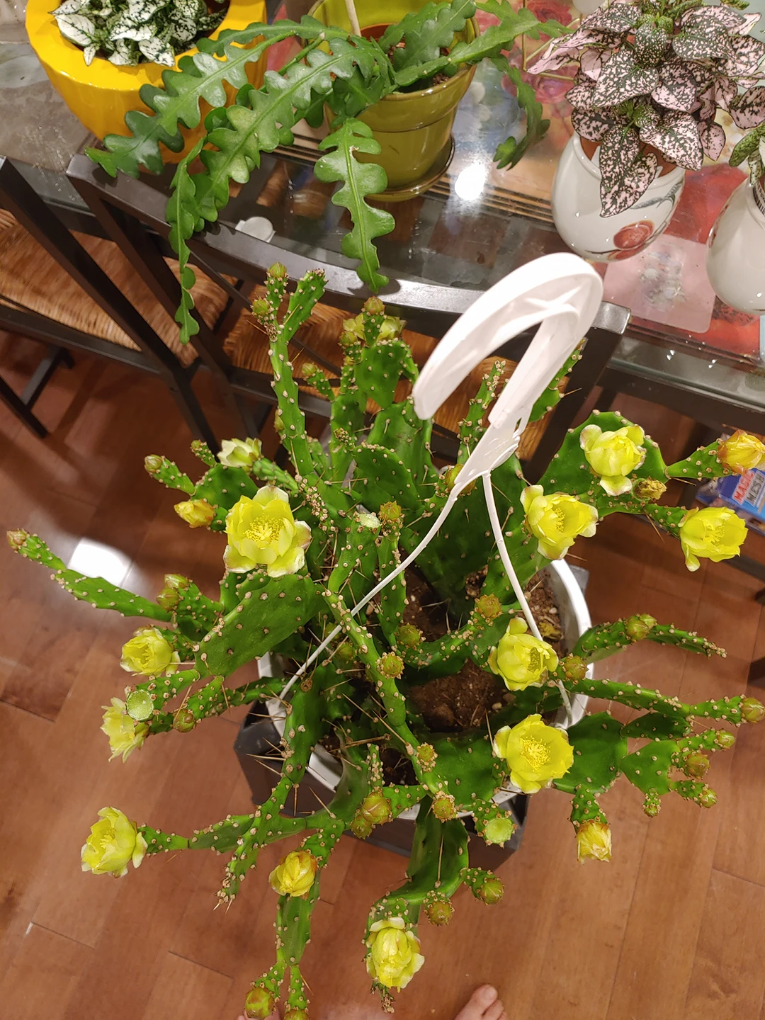 Prickly Pear Cactus (plant) - photo 2