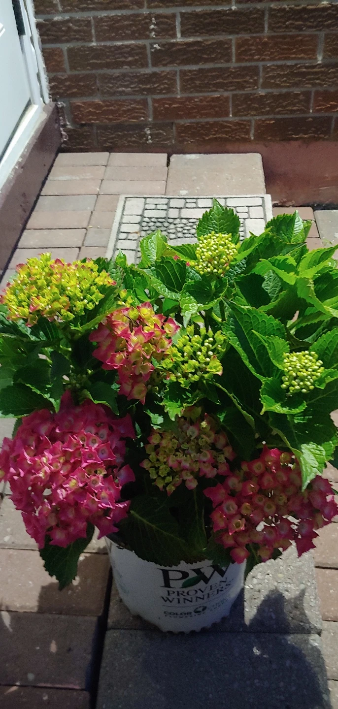 Hydrangea Outdoor Plant - photo 4
