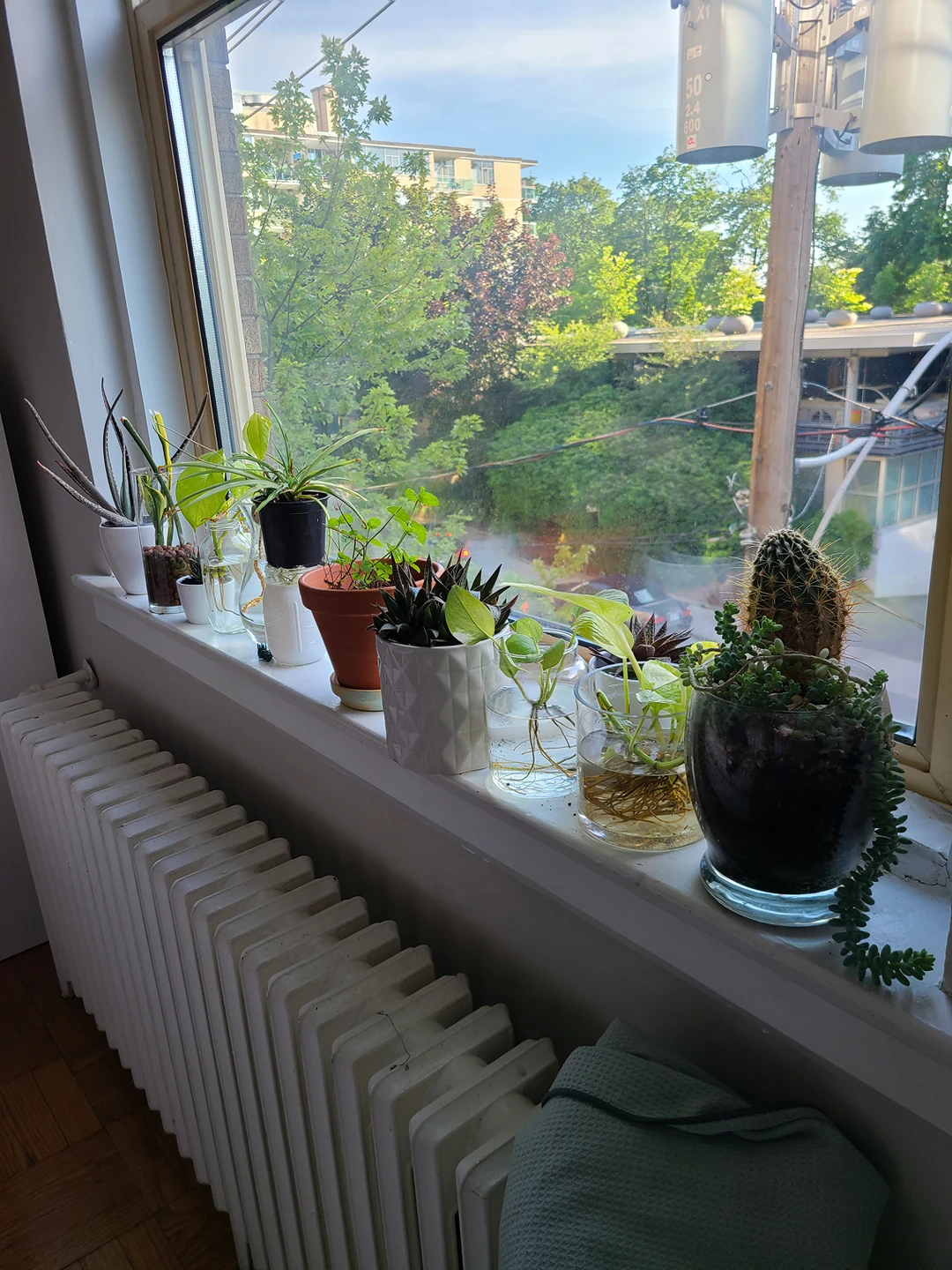 plants moving sale