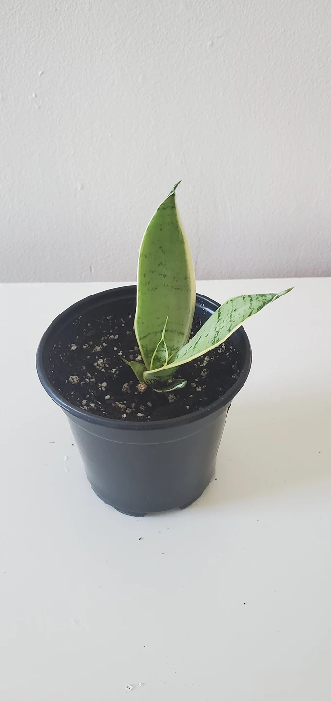 Sansevieria " Night Owl" thumbnail