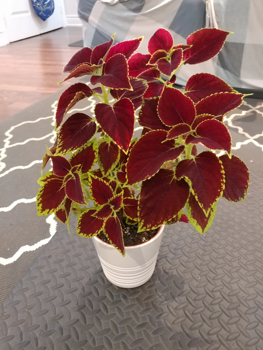 multiple healthy growing coleus plants image indicator(7)
