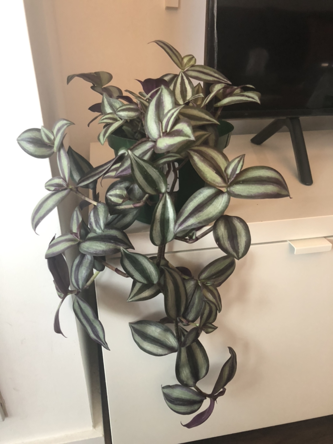 Wandering Jew thumbnail