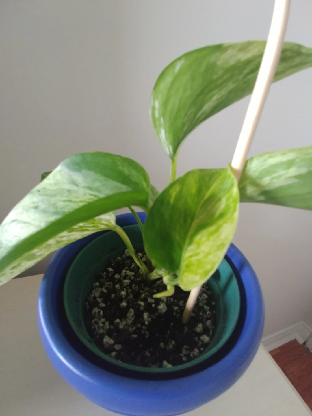 Marble Queen - photo 2