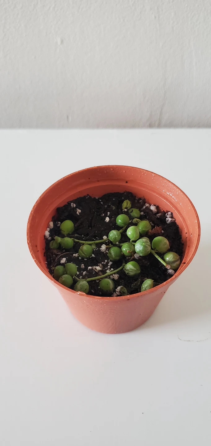 String of Pearls - Variegated thumbnail