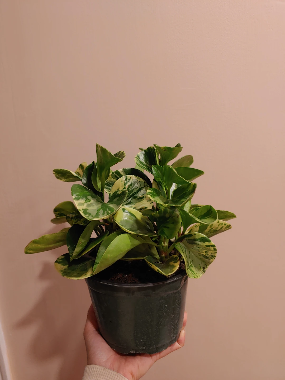 Variegated Peperomia