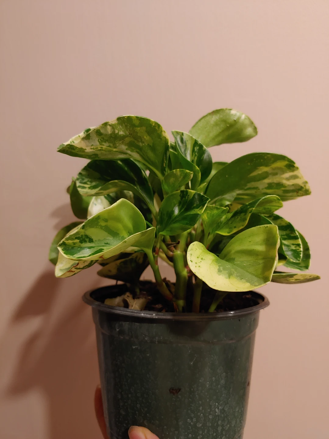 Variegated Peperomia - photo 3