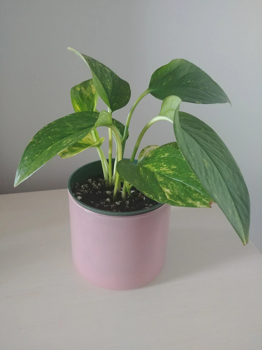 Pothos plant - photo 2