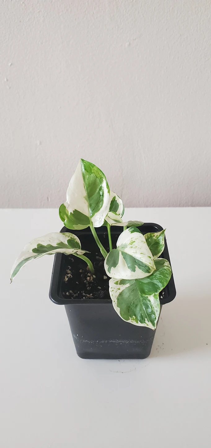 Pearl and Jade Pothos thumbnail