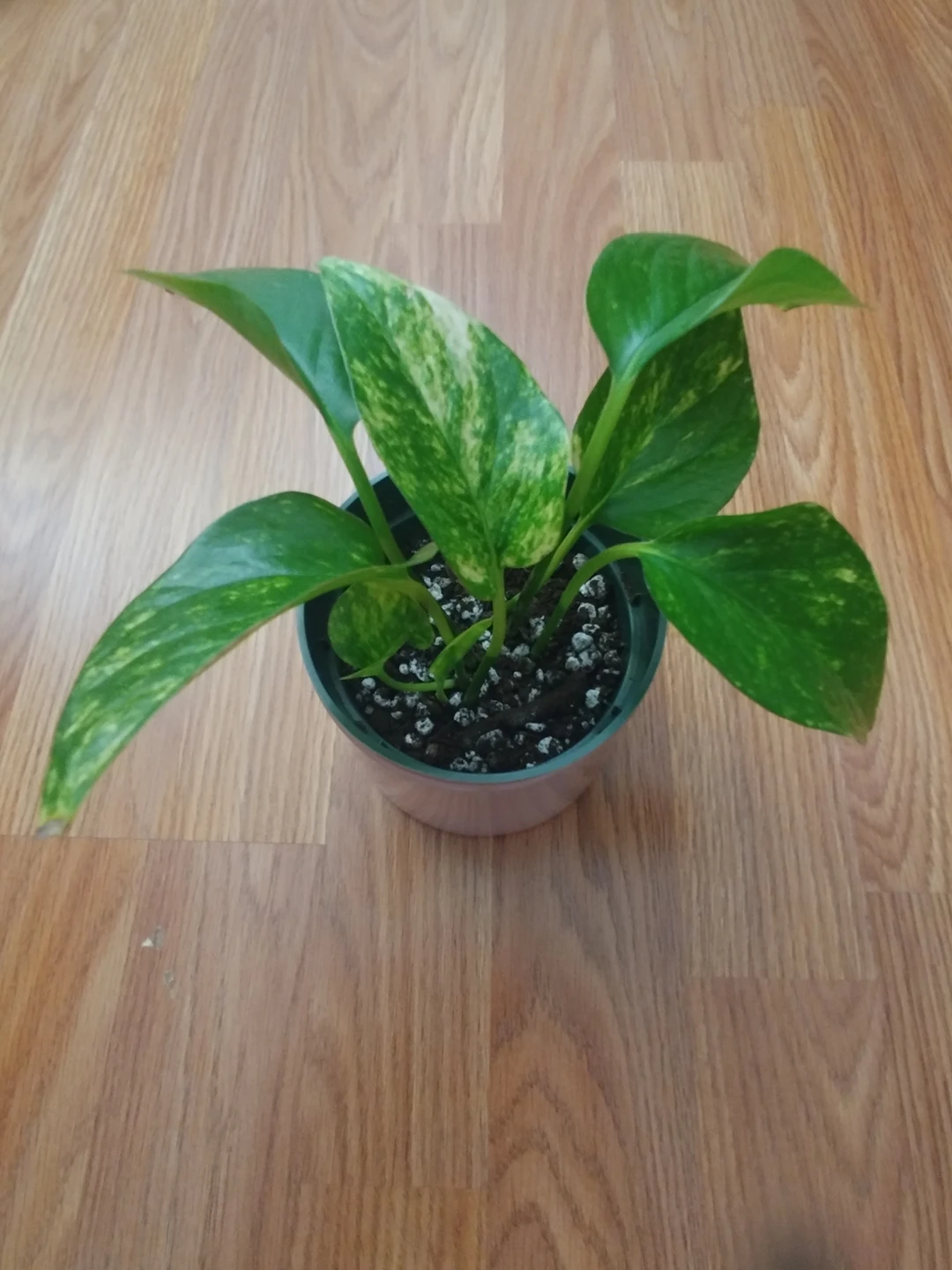 Pothos plant