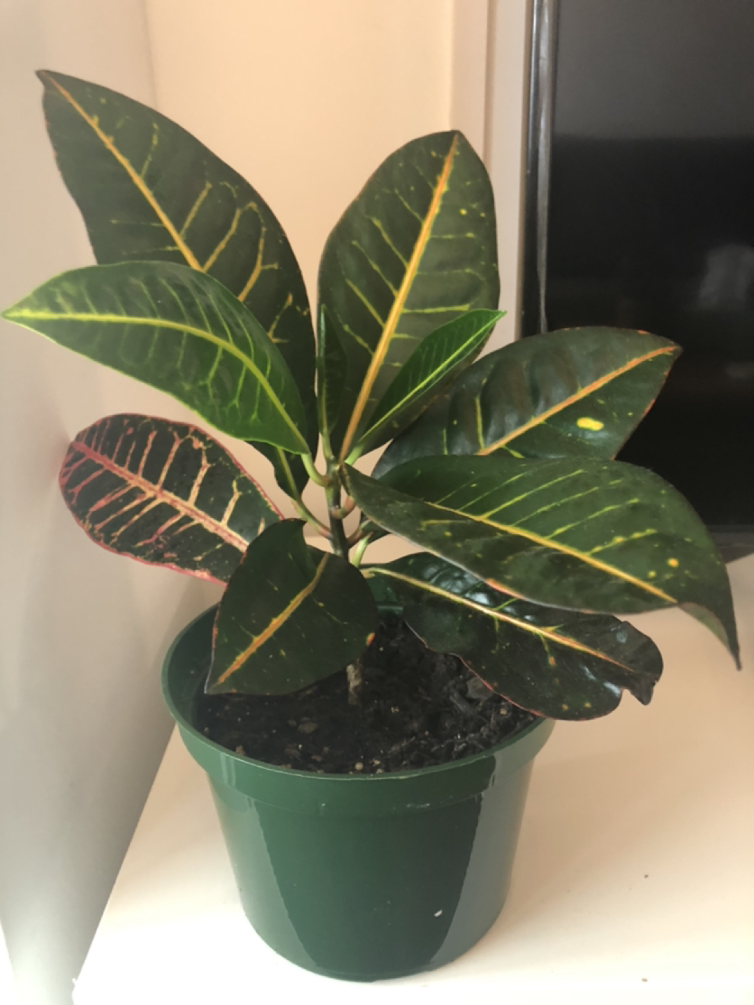 Croton  thumbnail