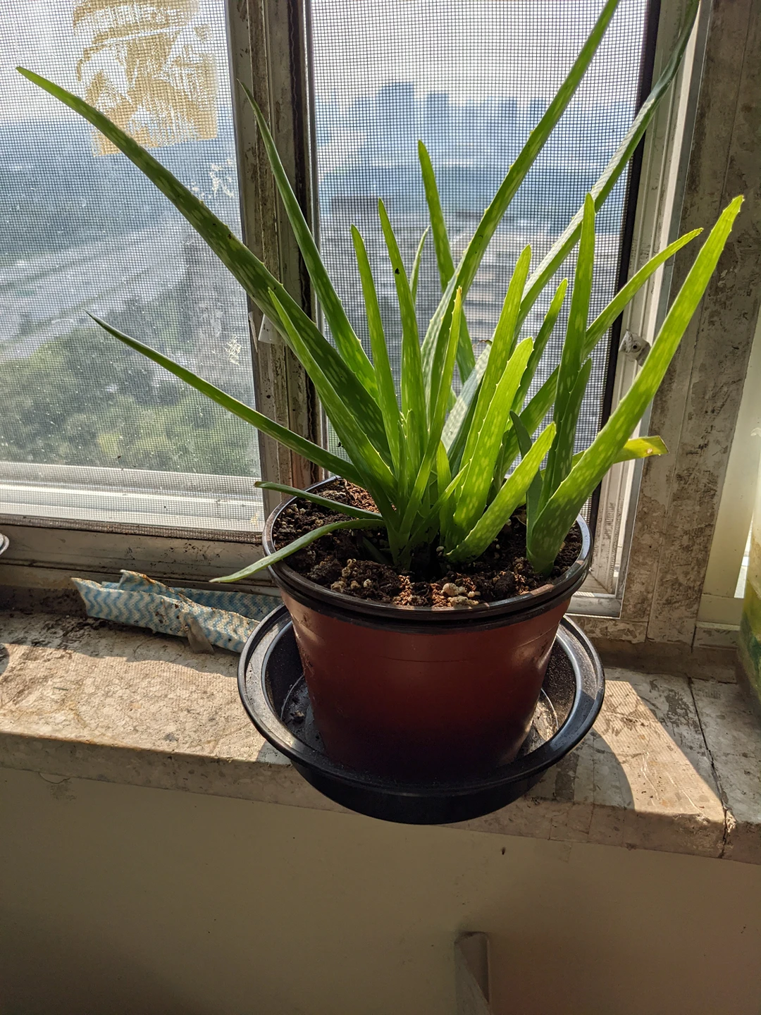 aloe vera plant thumbnail