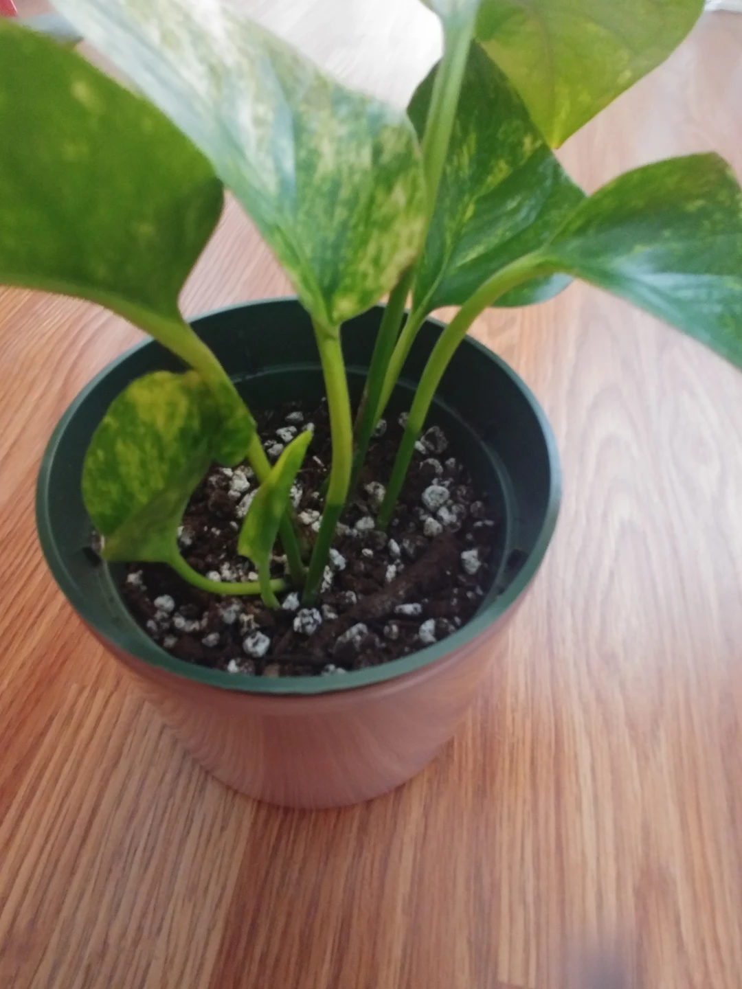 Pothos plant - photo 2
