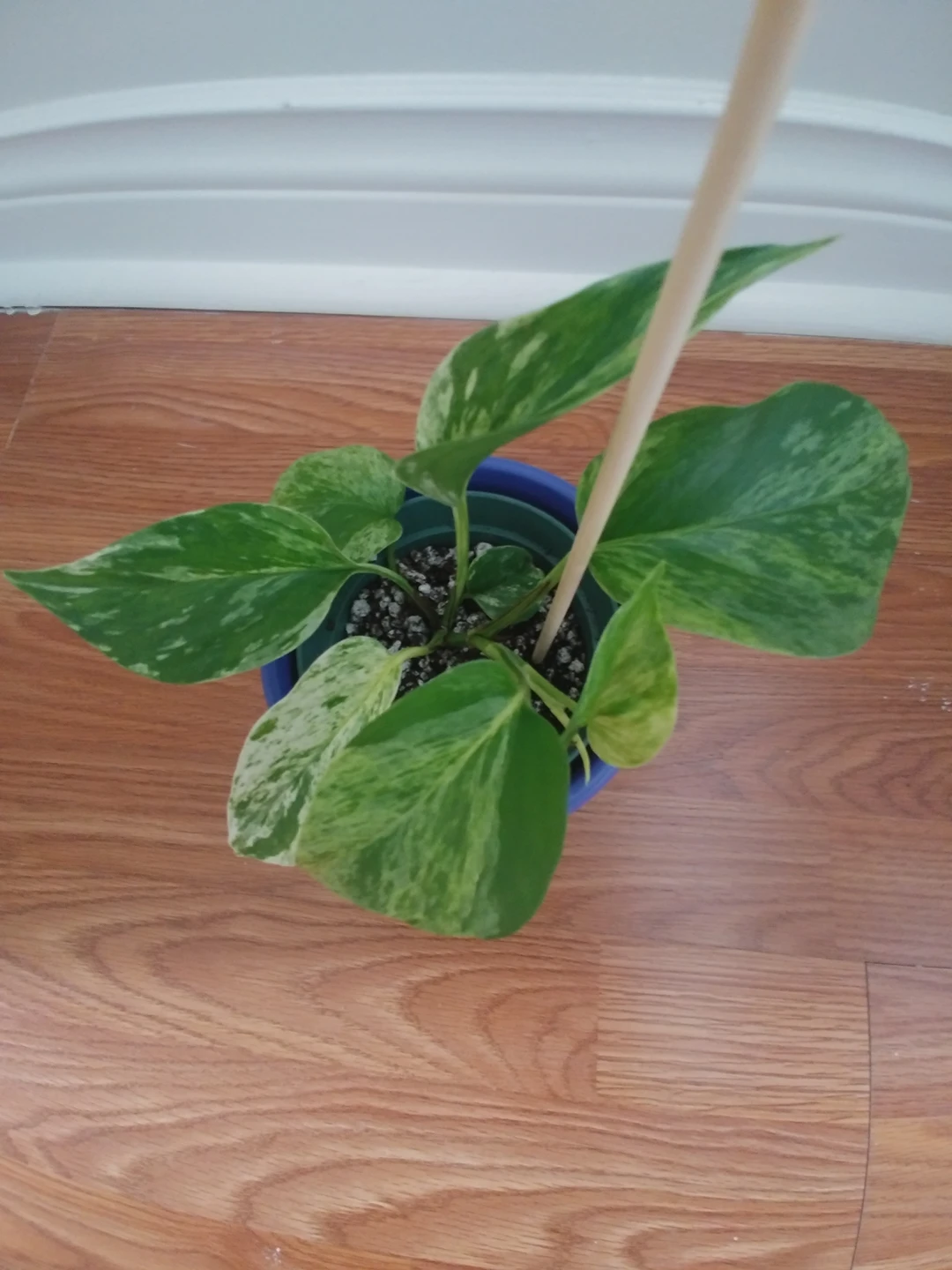 Marble Queen - photo 5