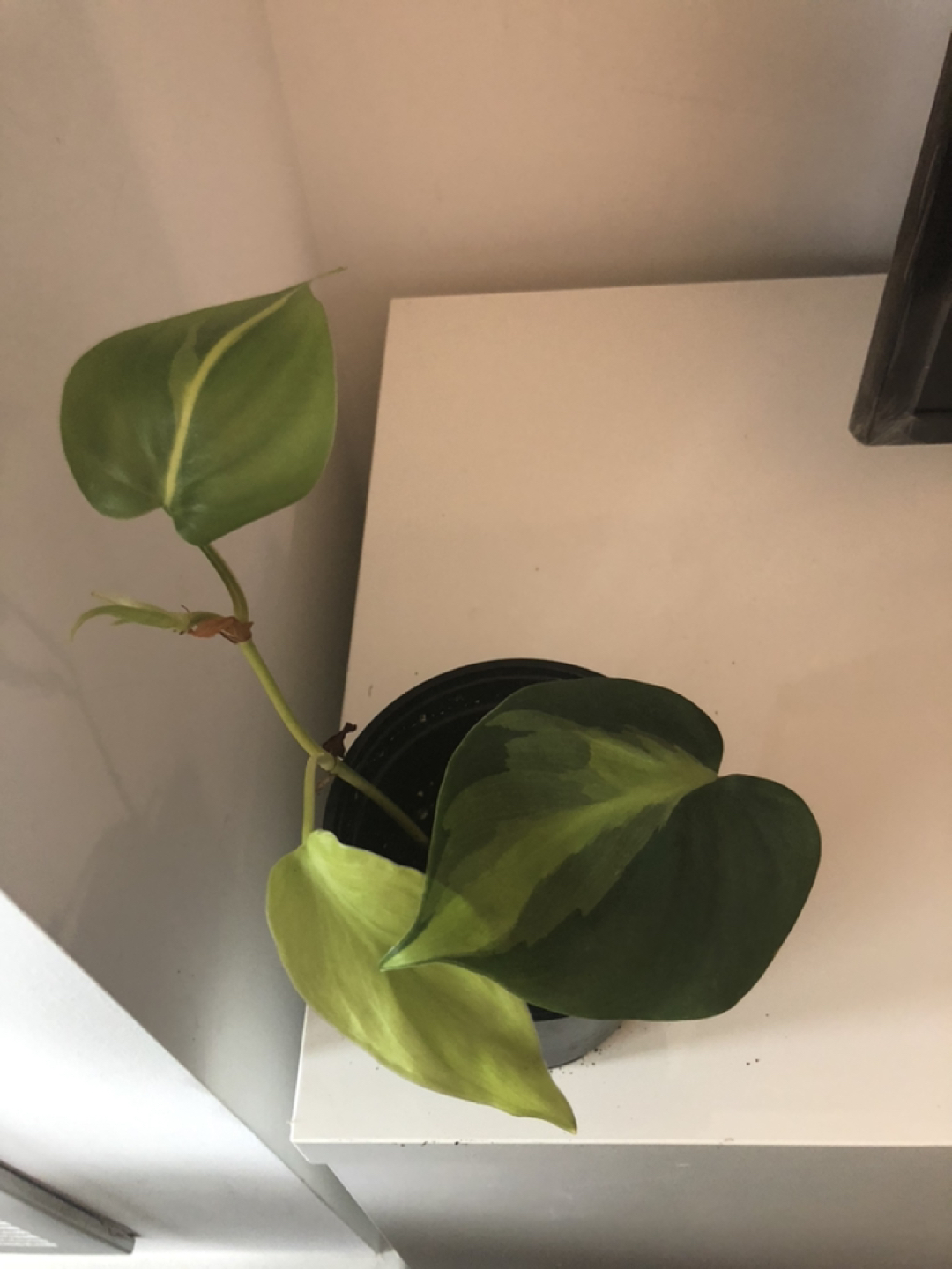 Philodendron Brazil thumbnail