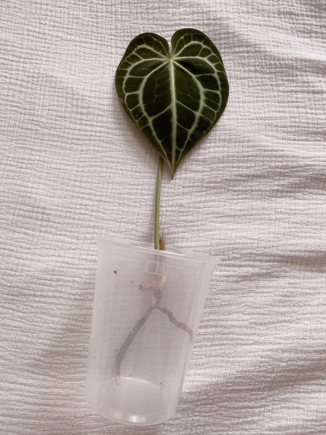 Anthurium Clarinervium Indoor house plant thumbnail