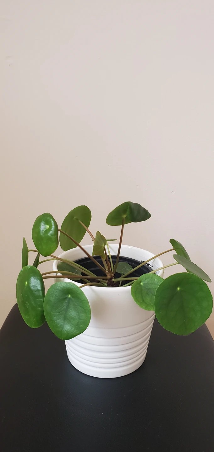 Pilea Peperomioides thumbnail