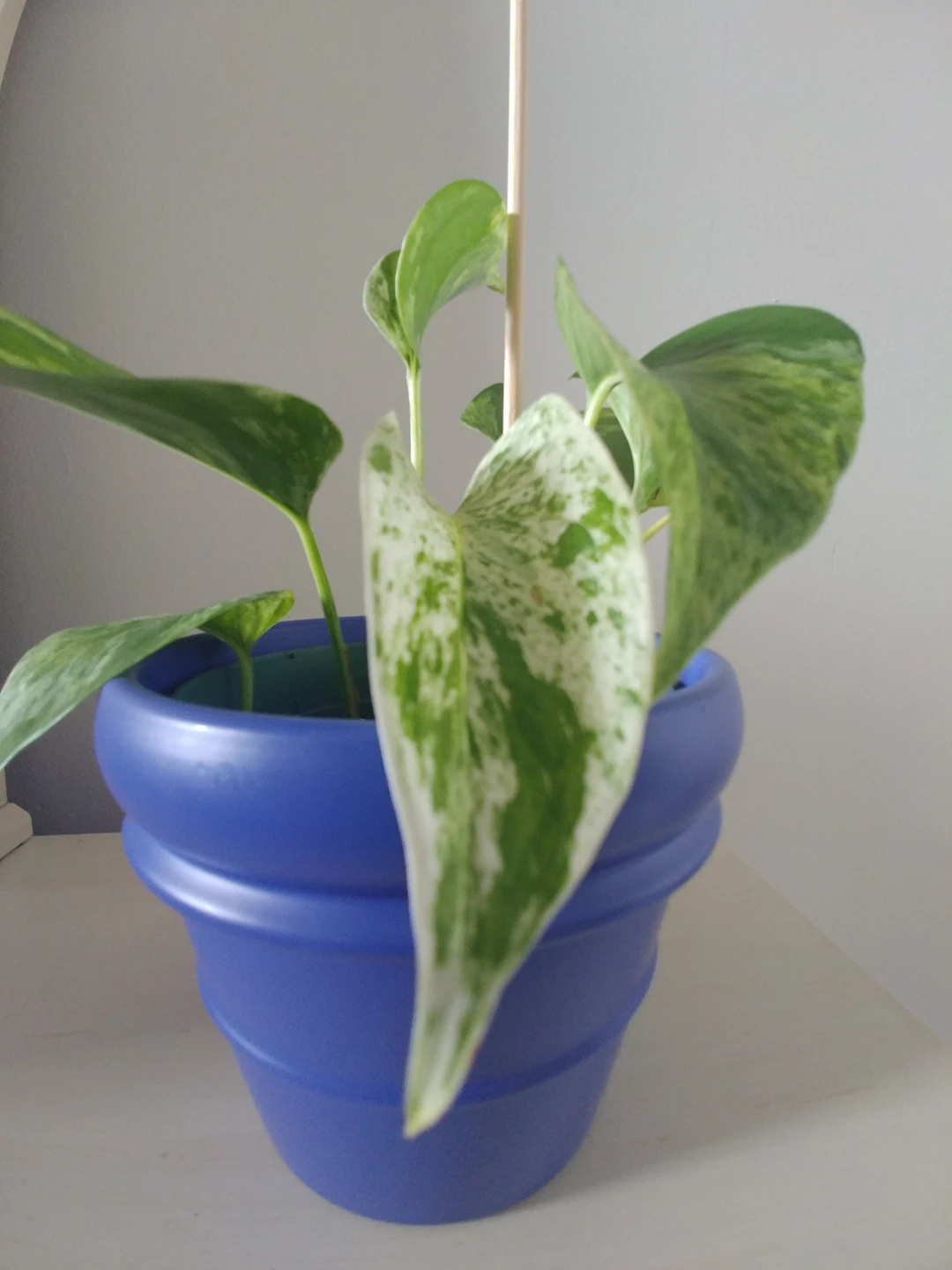 Marble Queen - photo 4