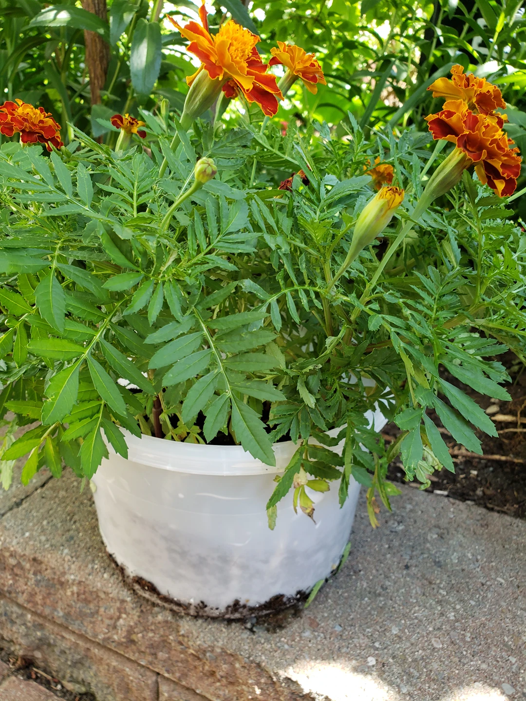 african marigold - photo 3