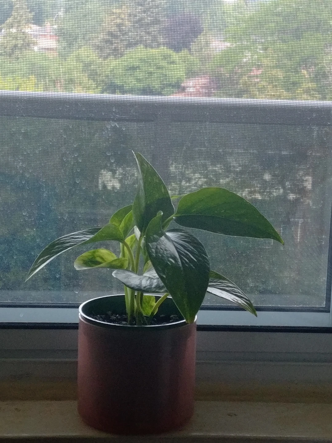 Pothos plant - photo 3