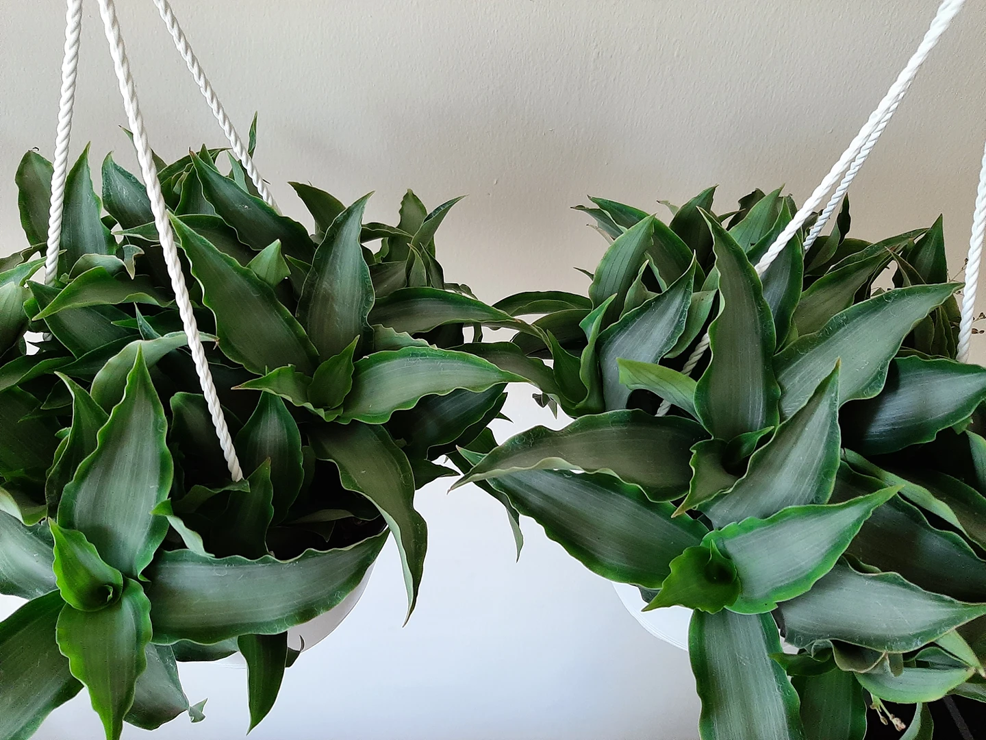 Tradescantia Silver indoor plant - photo 2
