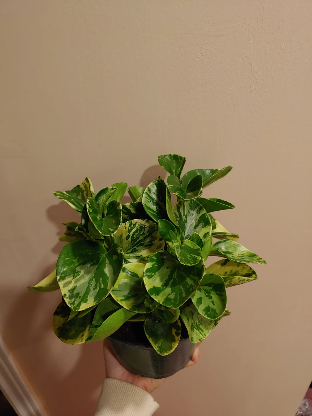 Variegated Peperomia - photo 2