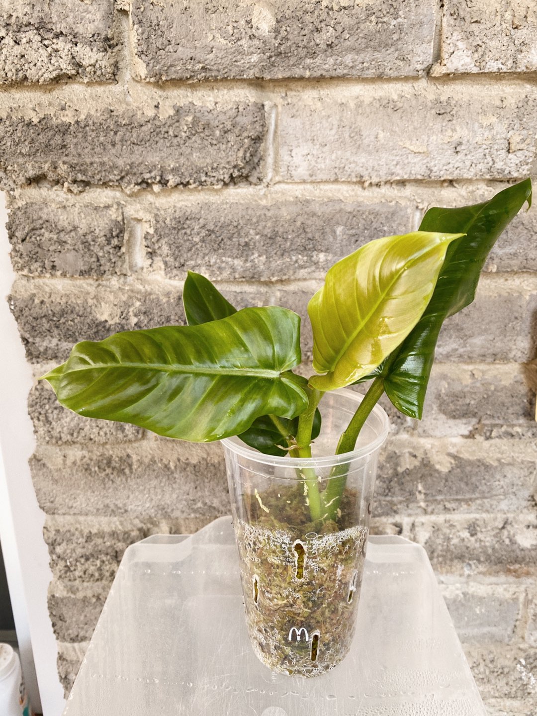 Philodendron subhastatum house plant  thumbnail