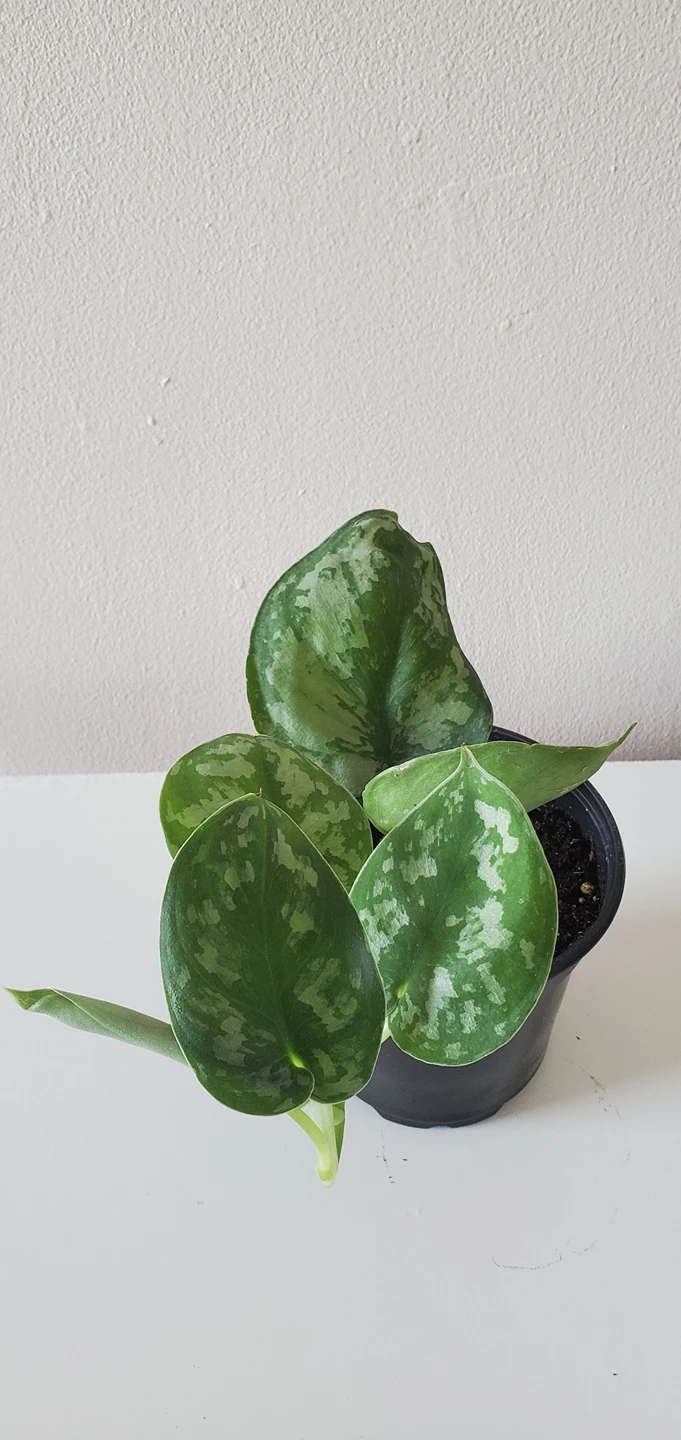 Scindapsus Pictus Exotica thumbnail