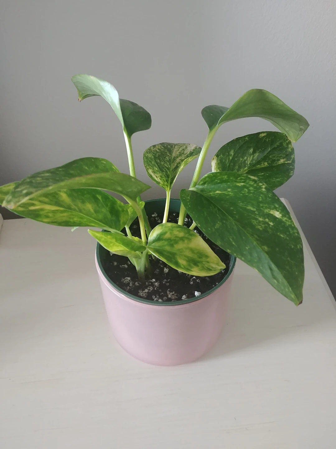 Pothos plant