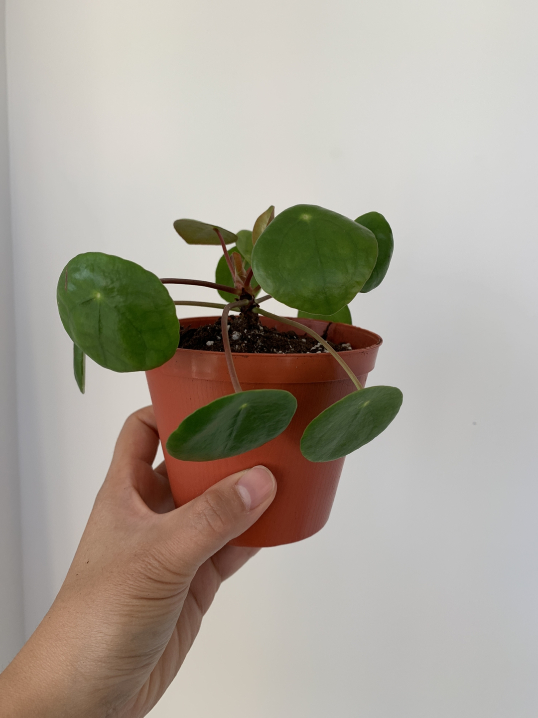 *Healthy Pilea* (Chinese Money Plant) thumbnail